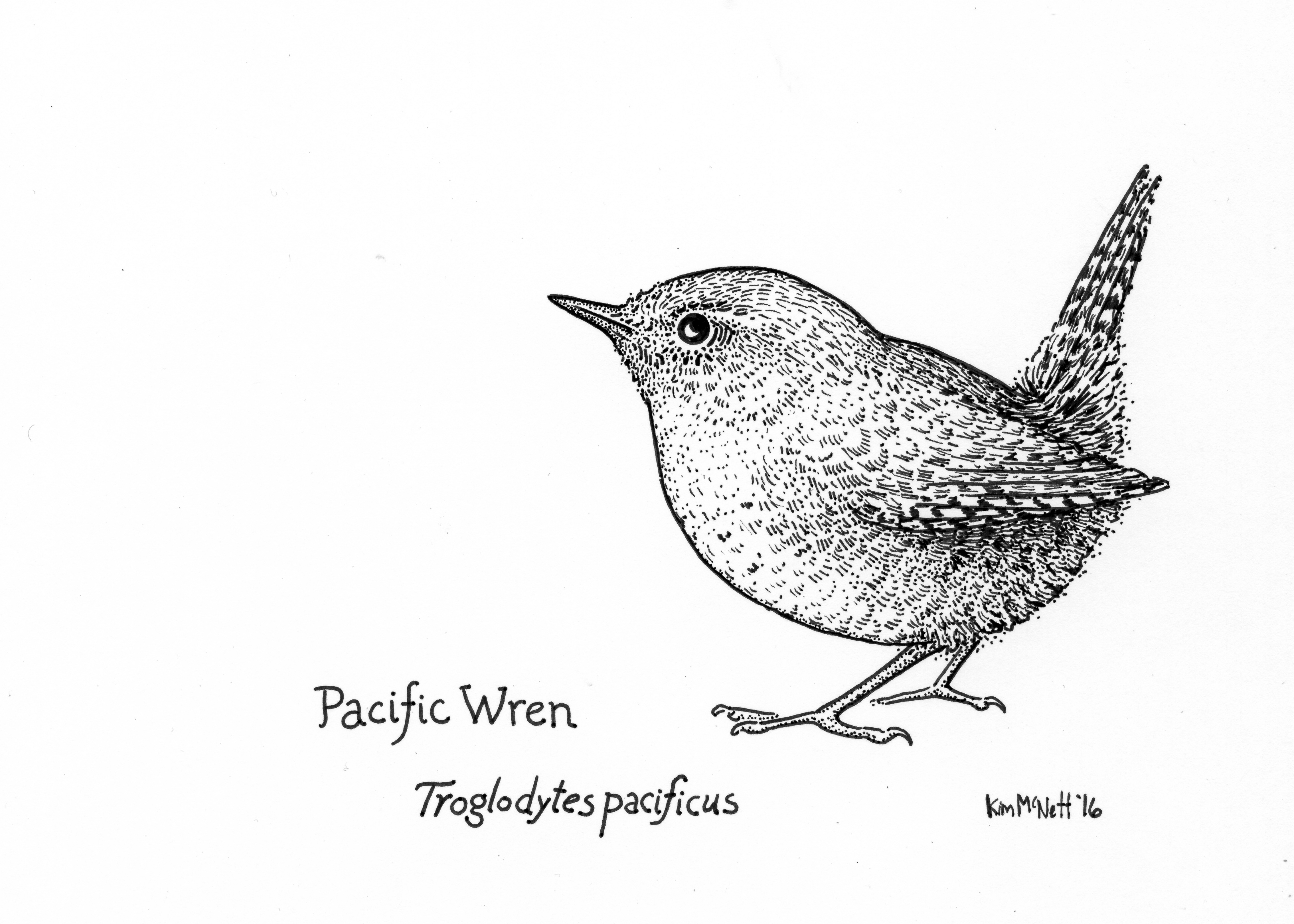 Birds And Animals Drawings